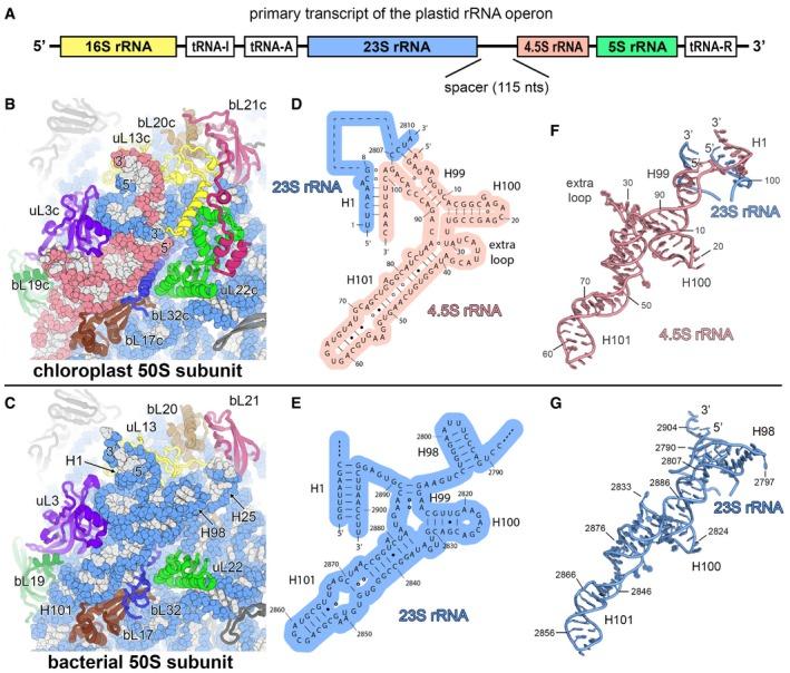 https://cdn.ncbi.nlm.nih.gov/pmc/blobs/cffa/5694952/81d7de2516bd/EMBJ-36-475-g007.jpg
