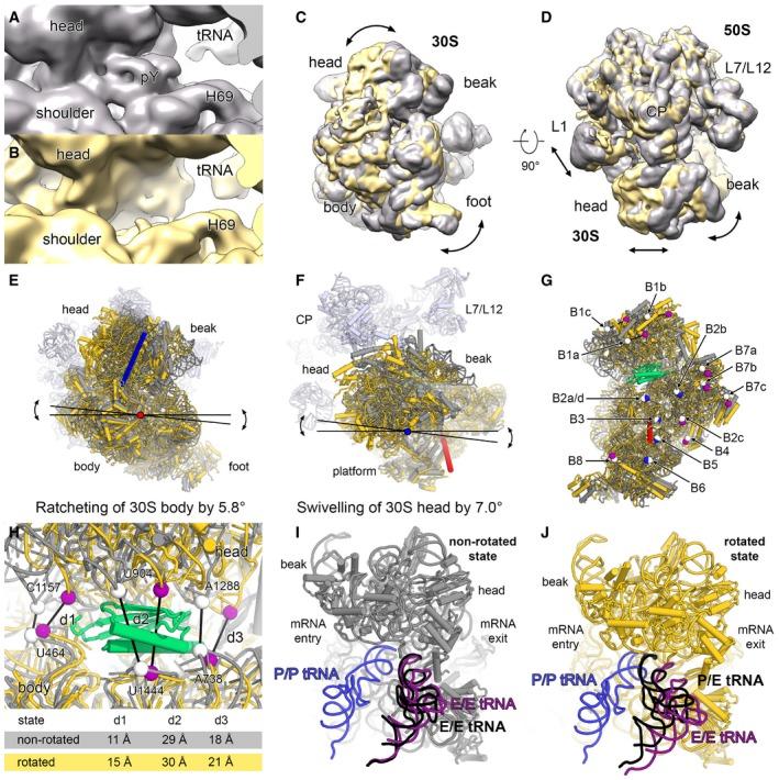 https://cdn.ncbi.nlm.nih.gov/pmc/blobs/cffa/5694952/b4adf7182744/EMBJ-36-475-g011.jpg
