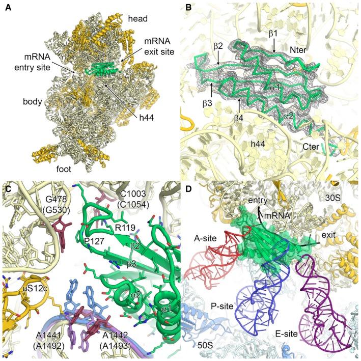 https://cdn.ncbi.nlm.nih.gov/pmc/blobs/cffa/5694952/bf6ac06460b3/EMBJ-36-475-g012.jpg