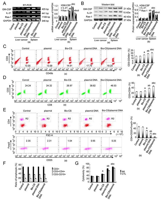 https://cdn.ncbi.nlm.nih.gov/pmc/blobs/cffc/5601715/e1ad04f41e83/oncotarget-08-59068-g005.jpg