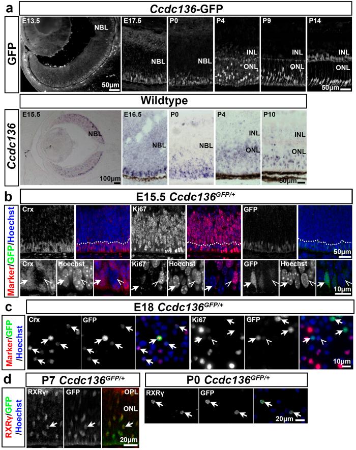 https://cdn.ncbi.nlm.nih.gov/pmc/blobs/cffd/4786810/07d962b40428/srep22867-f3.jpg
