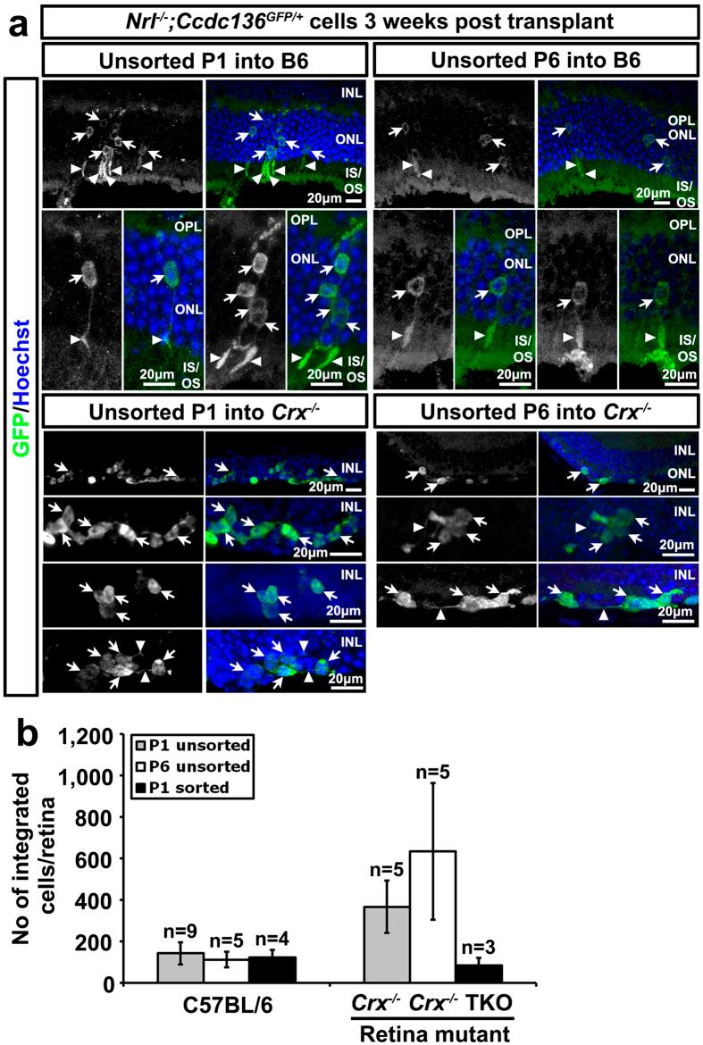 https://cdn.ncbi.nlm.nih.gov/pmc/blobs/cffd/4786810/8e38c0a48e74/srep22867-f5.jpg