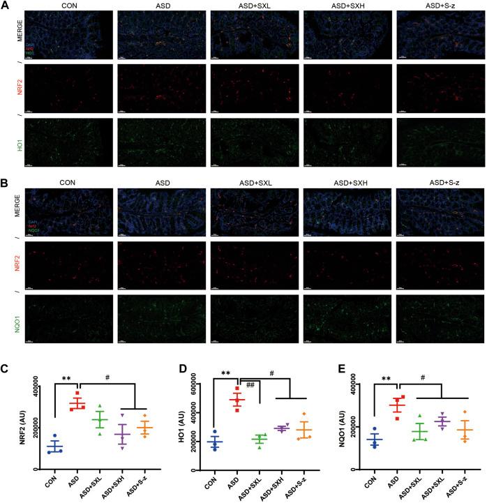 https://cdn.ncbi.nlm.nih.gov/pmc/blobs/cffd/9939528/1fe03129d017/fphar-14-1107507-g006.jpg