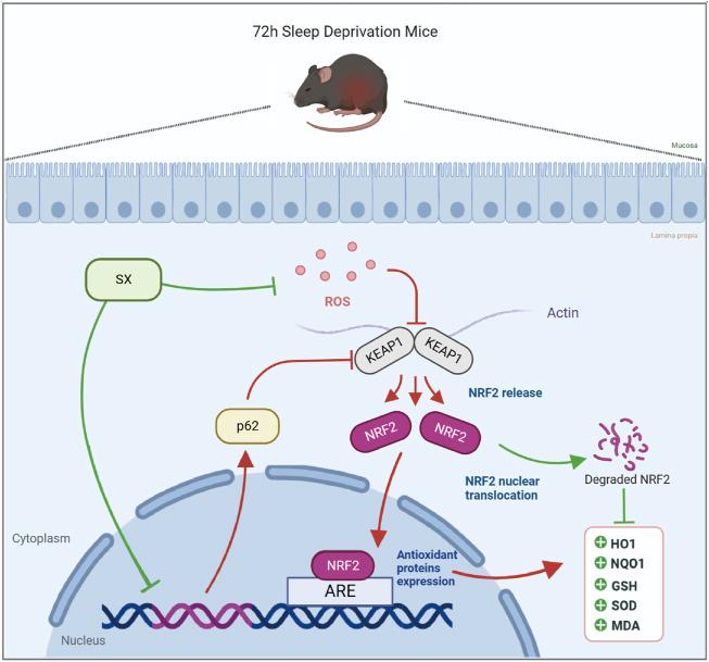 https://cdn.ncbi.nlm.nih.gov/pmc/blobs/cffd/9939528/b253c3938d82/fphar-14-1107507-g007.jpg