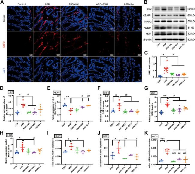 https://cdn.ncbi.nlm.nih.gov/pmc/blobs/cffd/9939528/eab79b70d770/fphar-14-1107507-g005.jpg