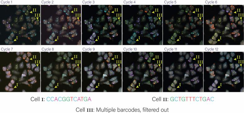 https://cdn.ncbi.nlm.nih.gov/pmc/blobs/cffe/11903339/00eb0e8e2411/41592_2024_2537_Fig7_ESM.jpg
