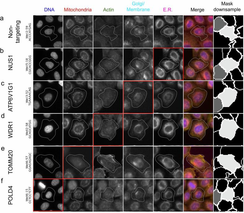 https://cdn.ncbi.nlm.nih.gov/pmc/blobs/cffe/11903339/f60eb4f52cf8/41592_2024_2537_Fig16_ESM.jpg