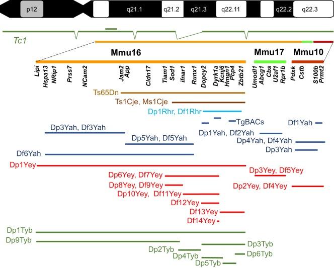 https://cdn.ncbi.nlm.nih.gov/pmc/blobs/cffe/5665454/63096f8989fc/dmm-10-029728-g1.jpg