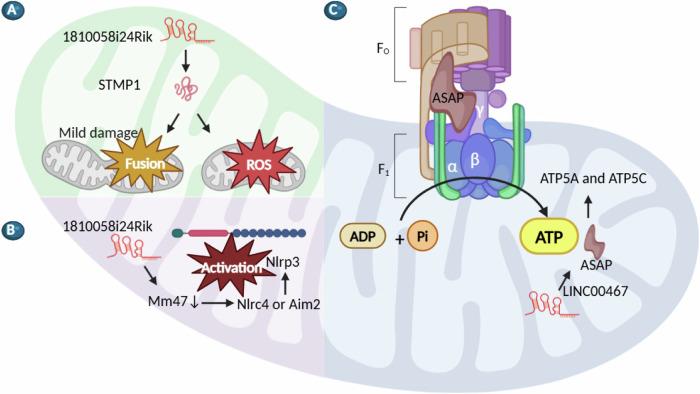 https://cdn.ncbi.nlm.nih.gov/pmc/blobs/d001/11499885/502cc5307ca5/41420_2024_2175_Fig3_HTML.jpg