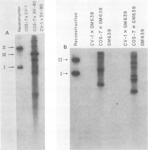 https://cdn.ncbi.nlm.nih.gov/pmc/blobs/d001/255807/ddf1b0a7f6f8/jvirol00100-0220-a.jpg