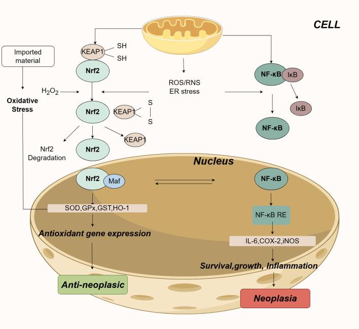 https://cdn.ncbi.nlm.nih.gov/pmc/blobs/d004/12122519/e34692e00d88/fonc-15-1586515-g011.jpg