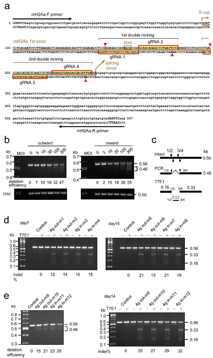 https://cdn.ncbi.nlm.nih.gov/pmc/blobs/d005/11354445/192e62021d07/ijms-25-08783-g006.jpg