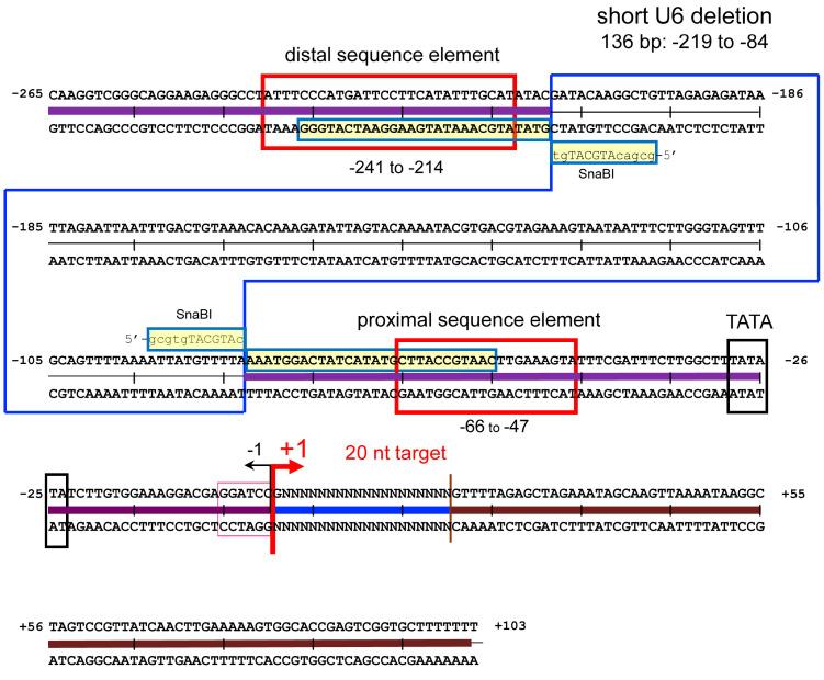 https://cdn.ncbi.nlm.nih.gov/pmc/blobs/d005/11354445/3b84da9462b2/ijms-25-08783-g004.jpg