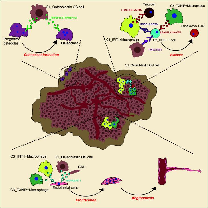 https://cdn.ncbi.nlm.nih.gov/pmc/blobs/d008/8335545/a7a25bfb479b/fonc-11-709210-g010.jpg