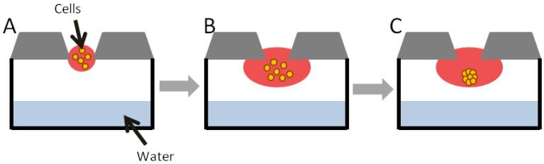 https://cdn.ncbi.nlm.nih.gov/pmc/blobs/d00a/7503223/b5fb6cb14f3b/ijms-21-06225-g002.jpg