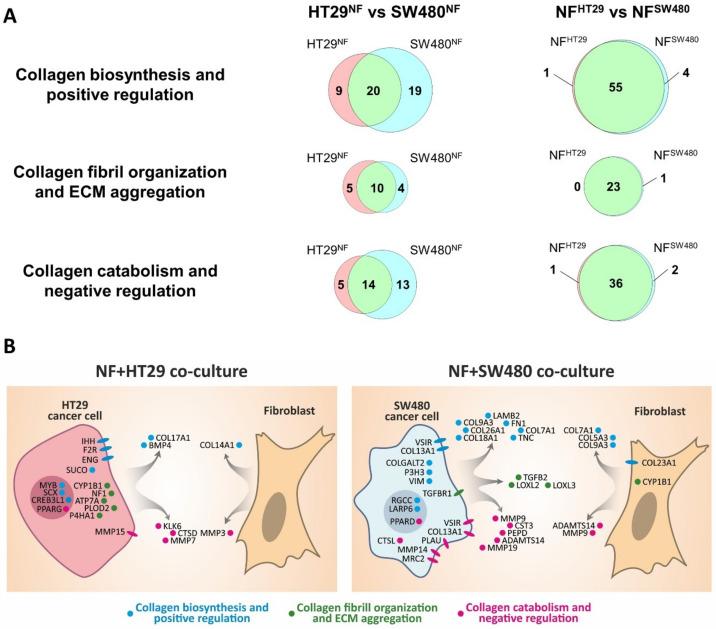 https://cdn.ncbi.nlm.nih.gov/pmc/blobs/d00c/7662237/03557eee6e13/ijms-21-08119-g005.jpg