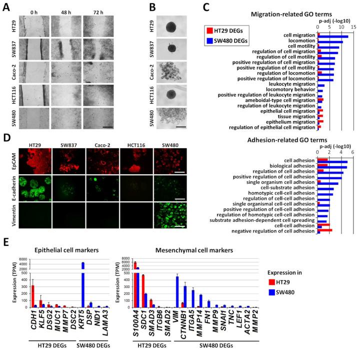 https://cdn.ncbi.nlm.nih.gov/pmc/blobs/d00c/7662237/1fe7917e6988/ijms-21-08119-g001.jpg