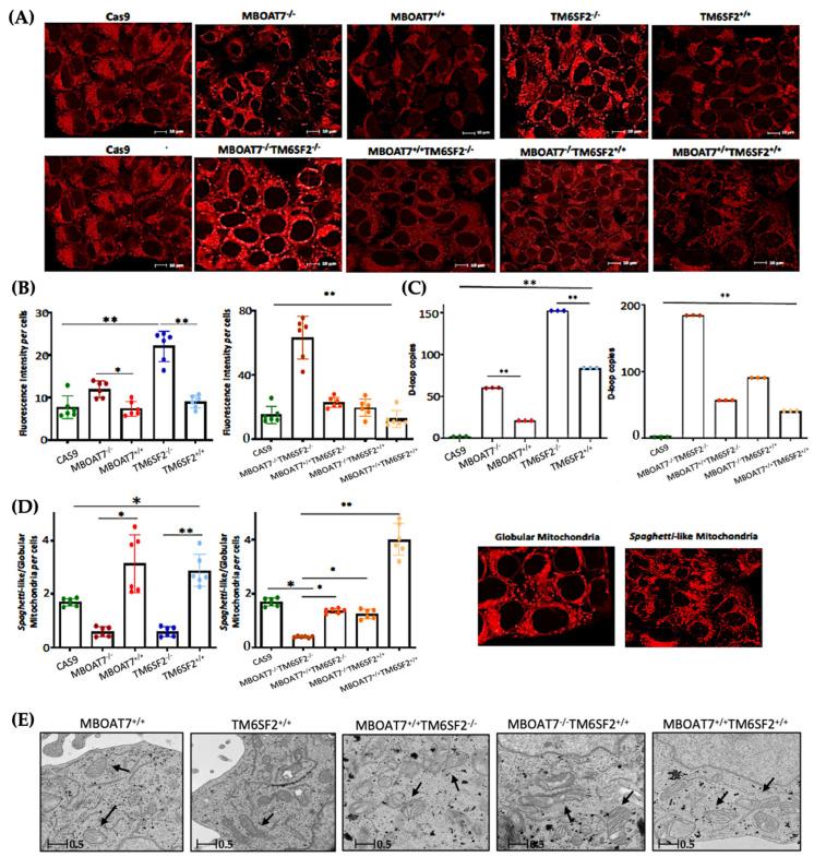 https://cdn.ncbi.nlm.nih.gov/pmc/blobs/d00f/12189253/b74da16a0368/antioxidants-14-00618-g002.jpg