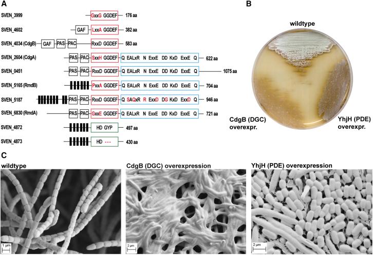 https://cdn.ncbi.nlm.nih.gov/pmc/blobs/d00f/4151990/6931bf730e01/gr1.jpg