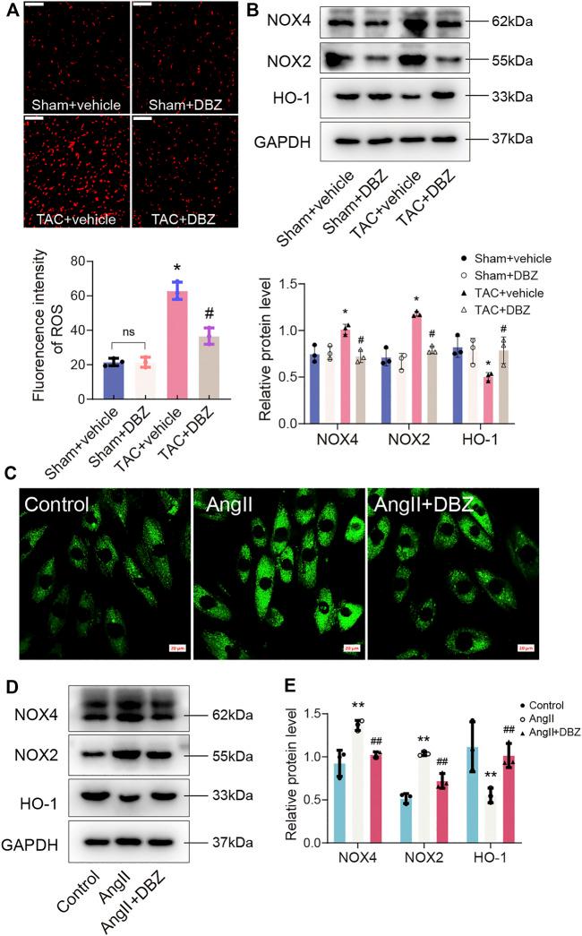 https://cdn.ncbi.nlm.nih.gov/pmc/blobs/d00f/8850779/cdce8095af53/fphar-13-830763-g003.jpg