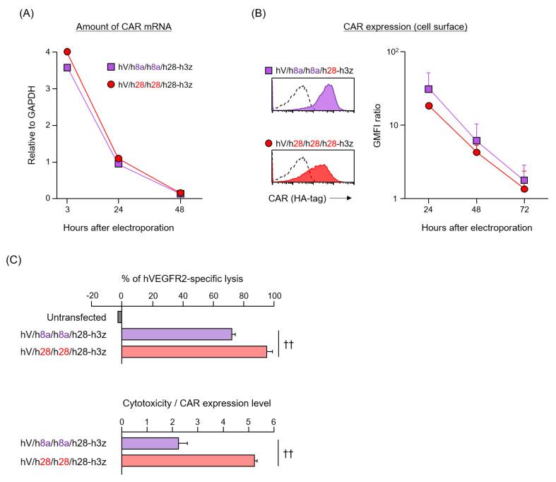 https://cdn.ncbi.nlm.nih.gov/pmc/blobs/d010/7291079/873c7c0c3caa/cells-09-01182-g004.jpg