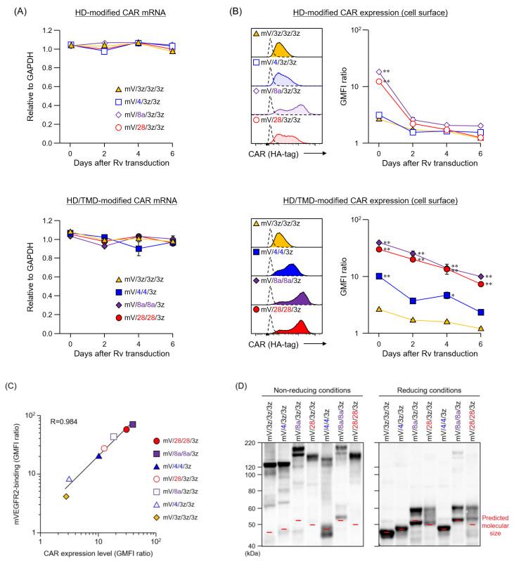 https://cdn.ncbi.nlm.nih.gov/pmc/blobs/d010/7291079/c83beab46bd2/cells-09-01182-g002.jpg