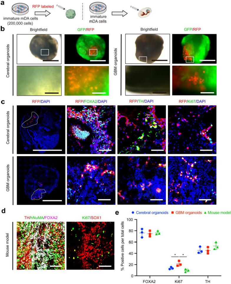 https://cdn.ncbi.nlm.nih.gov/pmc/blobs/d014/11520457/607bd94f4c80/40035_2024_446_Fig5_HTML.jpg