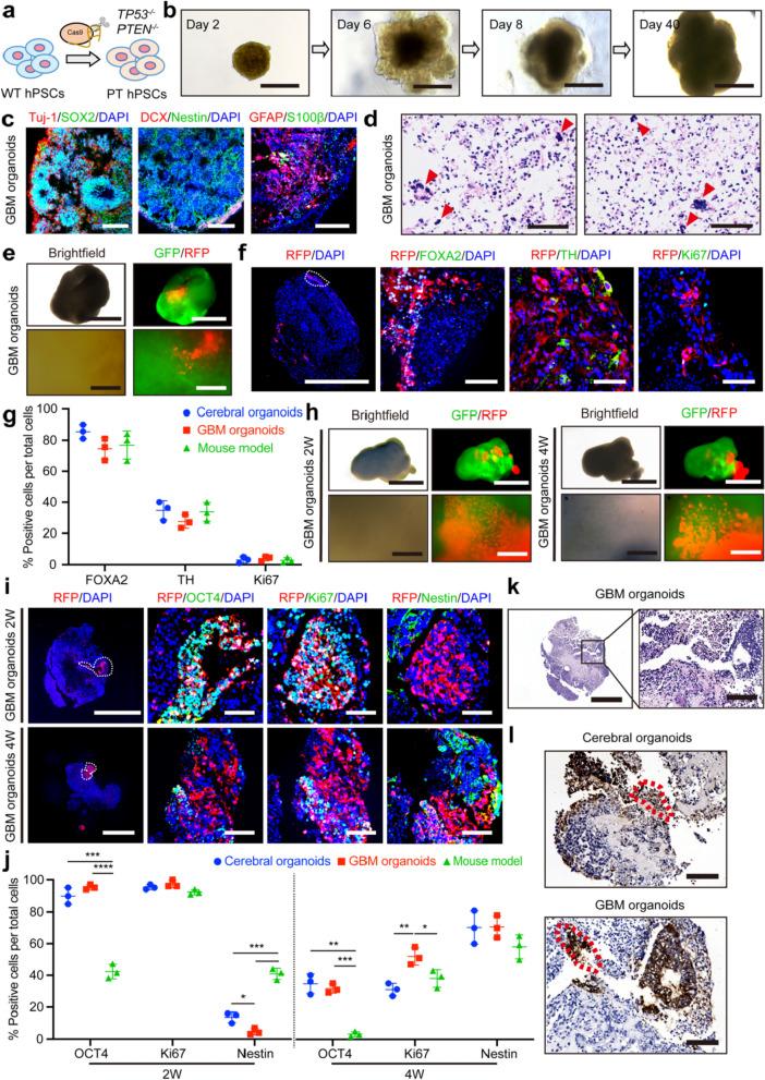 https://cdn.ncbi.nlm.nih.gov/pmc/blobs/d014/11520457/69de40219ee1/40035_2024_446_Fig3_HTML.jpg