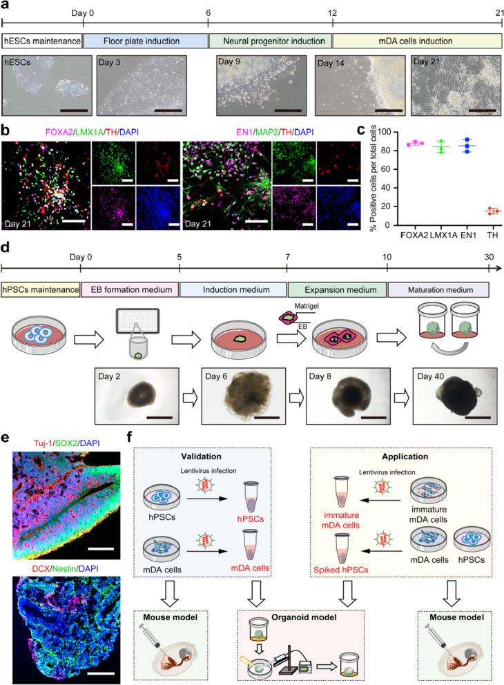 https://cdn.ncbi.nlm.nih.gov/pmc/blobs/d014/11520457/97fddb02ea8d/40035_2024_446_Fig1_HTML.jpg
