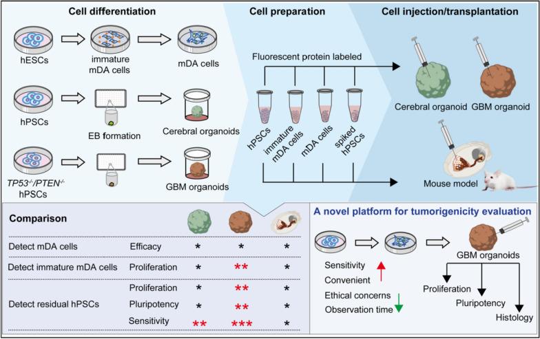 https://cdn.ncbi.nlm.nih.gov/pmc/blobs/d014/11520457/bccbd4088cd0/40035_2024_446_Fig7_HTML.jpg