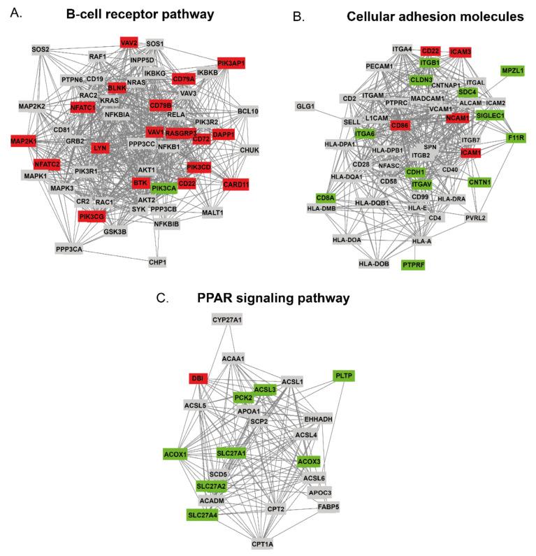 https://cdn.ncbi.nlm.nih.gov/pmc/blobs/d014/7915278/272f72b60790/cancers-13-00630-g004.jpg