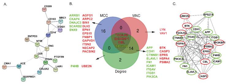 https://cdn.ncbi.nlm.nih.gov/pmc/blobs/d014/7915278/5d0366e8124f/cancers-13-00630-g002.jpg