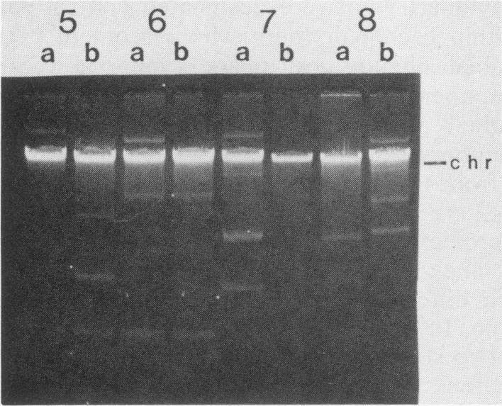 https://cdn.ncbi.nlm.nih.gov/pmc/blobs/d017/268831/6c438bf74d8e/jcm00097-0076-c.jpg