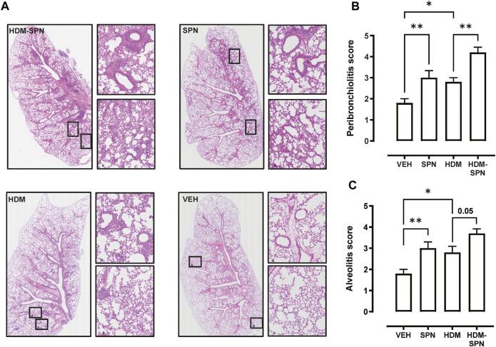 https://cdn.ncbi.nlm.nih.gov/pmc/blobs/d017/8902390/3909b8bb6e8e/fphar-13-835848-g005.jpg