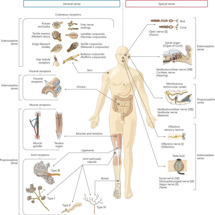 https://cdn.ncbi.nlm.nih.gov/pmc/blobs/d018/12151456/a6913c31f878/cureus-0017-00000085717-i02.jpg