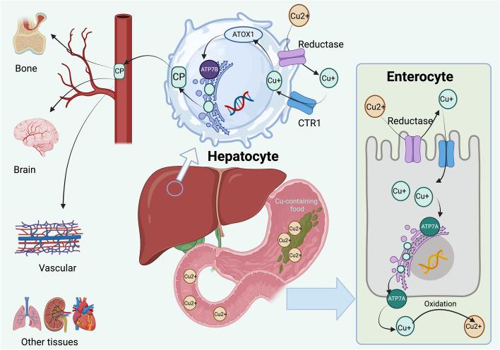 https://cdn.ncbi.nlm.nih.gov/pmc/blobs/d01c/11064406/1cdc3f3303a4/12964_2024_1625_Fig2_HTML.jpg