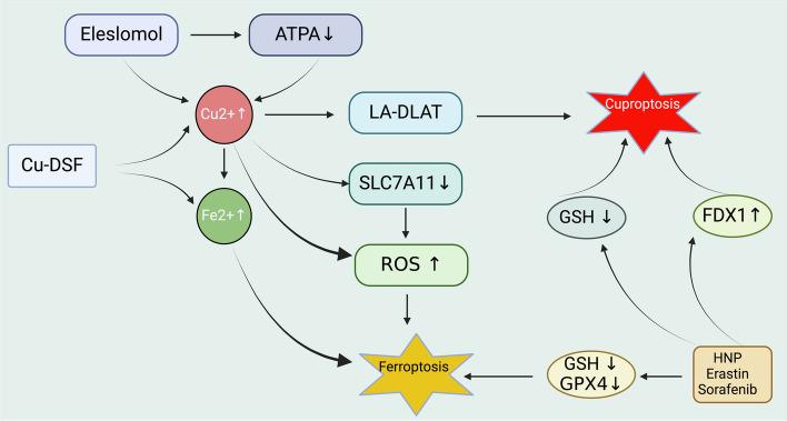 https://cdn.ncbi.nlm.nih.gov/pmc/blobs/d01c/11064406/5456bdd50dff/12964_2024_1625_Fig7_HTML.jpg