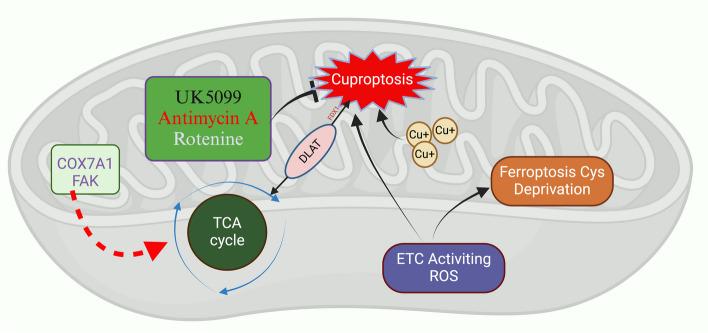 https://cdn.ncbi.nlm.nih.gov/pmc/blobs/d01c/11064406/69a2fc2f88e5/12964_2024_1625_Fig6_HTML.jpg