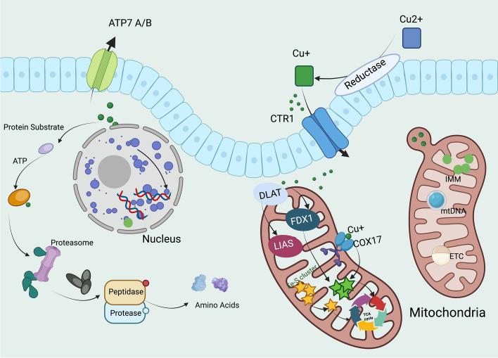 https://cdn.ncbi.nlm.nih.gov/pmc/blobs/d01c/11064406/96f95546e06d/12964_2024_1625_Fig4_HTML.jpg