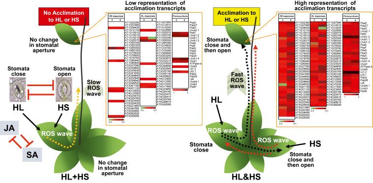 https://cdn.ncbi.nlm.nih.gov/pmc/blobs/d01e/7306788/e1d289e2490f/pnas.2005077117fig09.jpg