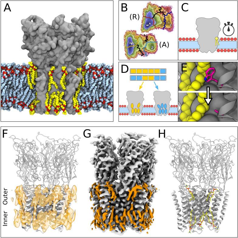 https://cdn.ncbi.nlm.nih.gov/pmc/blobs/d01f/10945520/813e2858956c/elife-86016-fig1.jpg