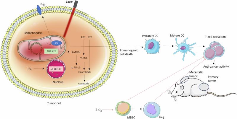 https://cdn.ncbi.nlm.nih.gov/pmc/blobs/d022/11322665/428d59100bd4/42004_2024_1256_Fig17_HTML.jpg