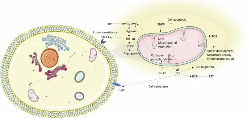 https://cdn.ncbi.nlm.nih.gov/pmc/blobs/d022/11322665/d9b9049d890d/42004_2024_1256_Fig1_HTML.jpg