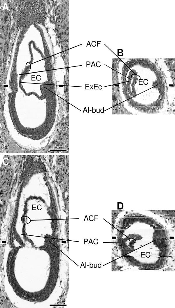 https://cdn.ncbi.nlm.nih.gov/pmc/blobs/d023/3163621/d318e22533ff/1471-213X-11-48-7.jpg