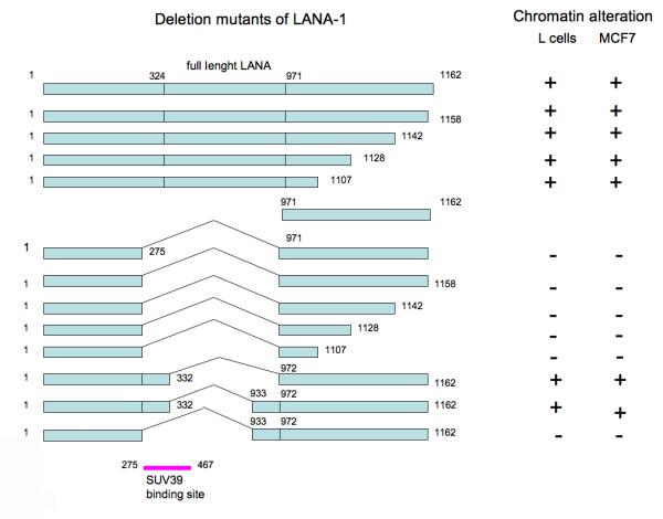 https://cdn.ncbi.nlm.nih.gov/pmc/blobs/d026/1857702/32641746fc99/1476-4598-6-28-12.jpg