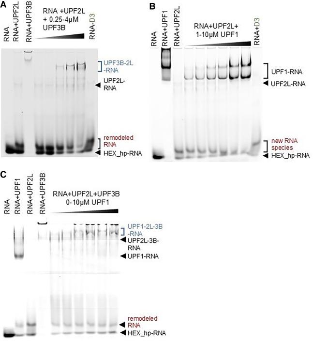 https://cdn.ncbi.nlm.nih.gov/pmc/blobs/d029/12170185/3ffc0c05e177/933f02.jpg