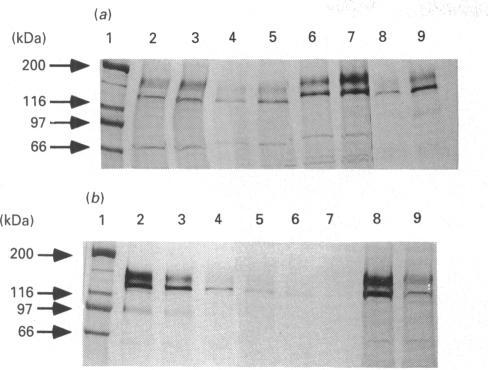 https://cdn.ncbi.nlm.nih.gov/pmc/blobs/d02c/1132865/32ad56d09546/biochemj00130-0116-a.jpg