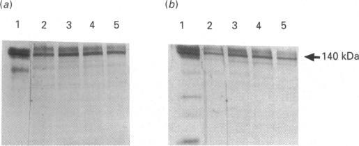https://cdn.ncbi.nlm.nih.gov/pmc/blobs/d02c/1132865/b95331fb5d88/biochemj00130-0115-a.jpg