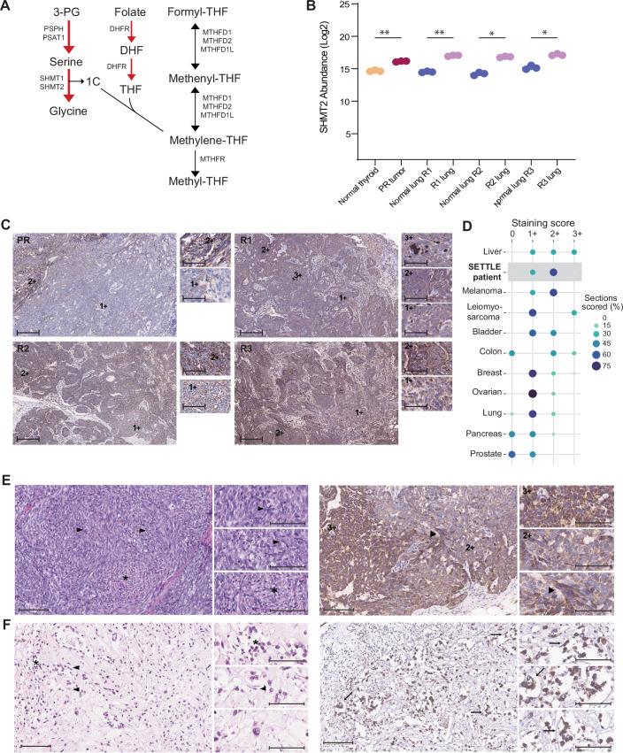 https://cdn.ncbi.nlm.nih.gov/pmc/blobs/d02c/11982353/7a826e43b2d5/44321_2025_212_Fig2_HTML.jpg