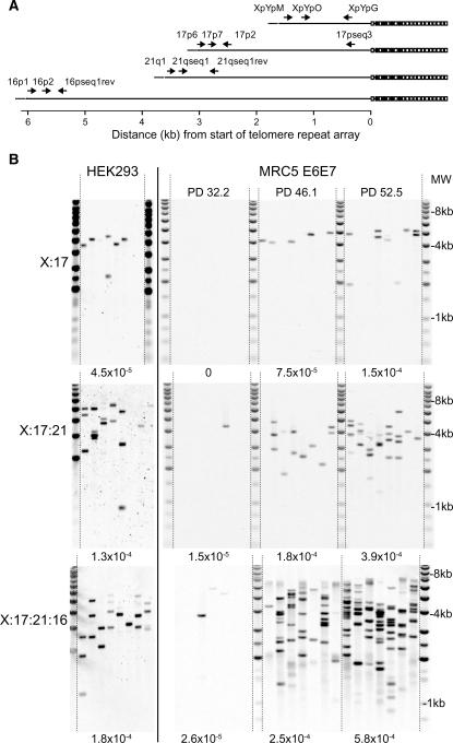 https://cdn.ncbi.nlm.nih.gov/pmc/blobs/d02d/2847243/95e0703aa10b/gkp1183f1.jpg
